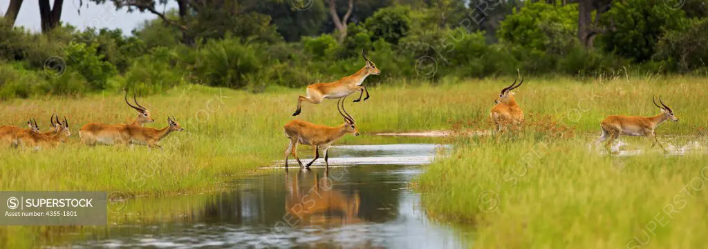 Red lechwe (Kobus lechwe lechwe) crossing the flood plains in the Okavango Delta of Botswana. The red lechwe is an antelope found in Botswana, in the Okavango Delta. Lechwe stand 90 to 100 centimeters at the shoulder and weigh from 70 to 120 kilograms. The long spiral structured horns are vaguely lyre-shaped, they are found only in males.