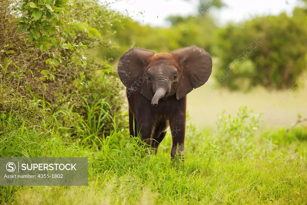 A young elephant (Loxodonta africana) in the Okavango Delta of Botswana. At birth it is common for an elephant calf to weigh 120 kilograms (260 lb). They typically live for 50 to 70 years.