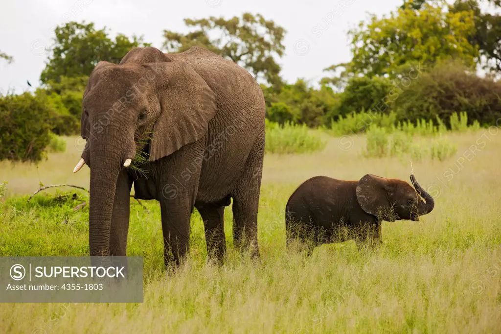 An elephant (Loxodonta africana) mother and calf in the Okavango Delta of Botswana. At birth it is common for an elephant calf to weigh 120 kilograms (260 lb). They typically live for 50 to 70 years.