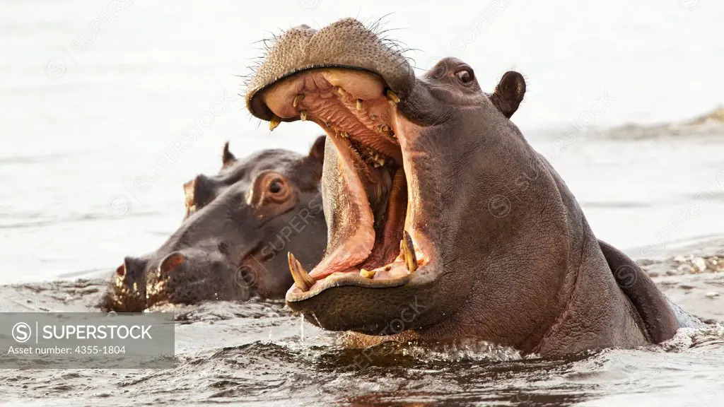 An hippo (Hippopotamus amphibious) in the Okavango Delta of Botswana. The hippopotamus is a large, mostly herbivorous mammal. After the elephant, the hippopotamus is the largest land mammal and the heaviest extant artiodactyl, despite being considerably shorter than the giraffe.