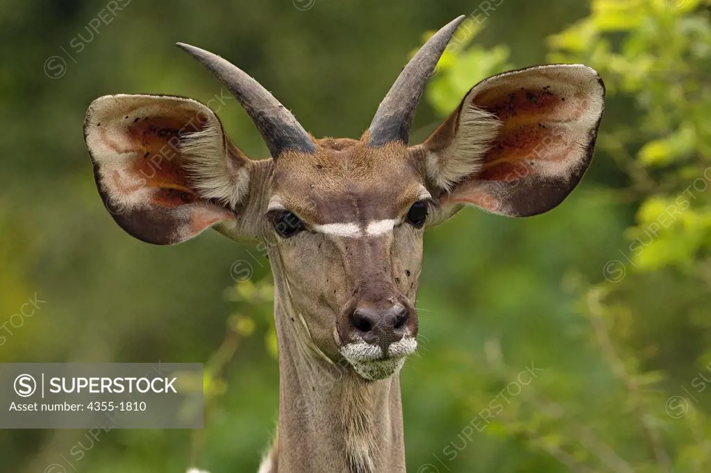 The greater kudu (Tragelaphus strepsiceros) is a woodland antelope found throughout eastern and southern Africa. Despite occupying such widespread territory, they are sparsely populated in most areas, due to a declining habitat, deforestation and hunting.