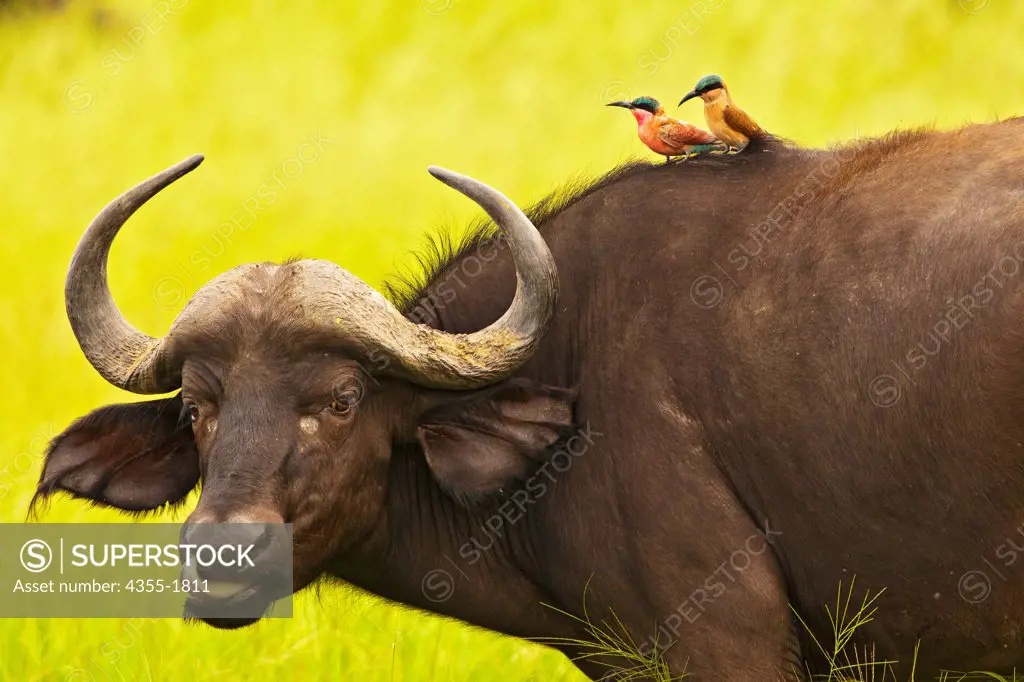 The African buffalo, or Cape buffalo (Syncerus caffer) is a large African bovine. Owing to its unpredictable nature which makes it highly dangerous to humans, it has not been domesticated, unlike its Asian counterpart, the domestic Asian water buffalo. The African buffalo is a very robust specie