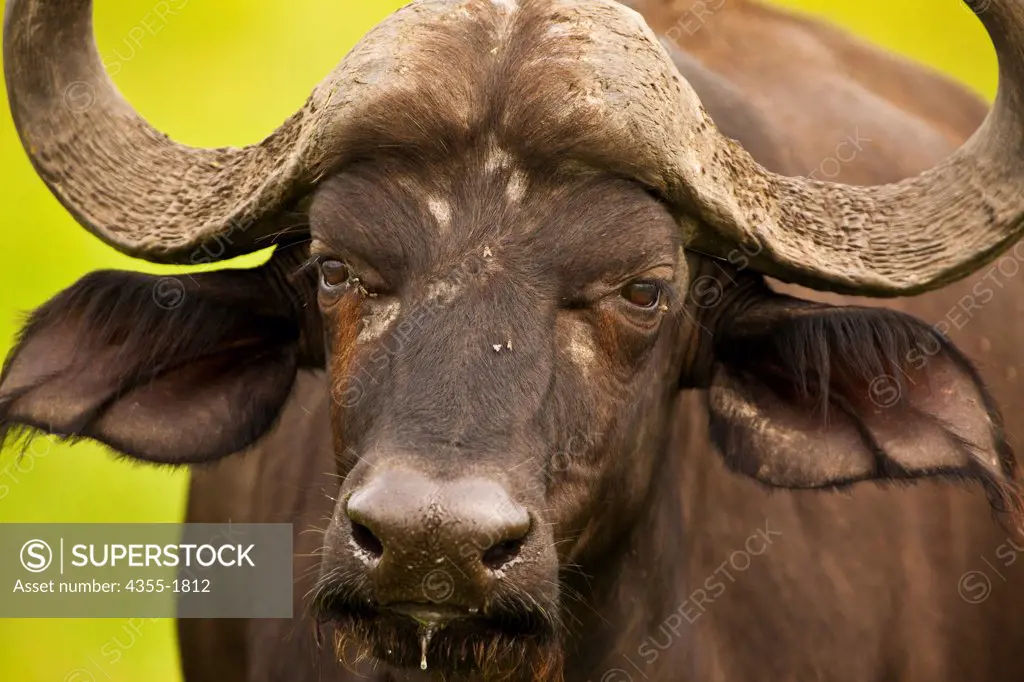 The African buffalo, or Cape buffalo (Syncerus caffer) is a large African bovine. Owing to its unpredictable nature which makes it highly dangerous to humans, it has not been domesticated, unlike its Asian counterpart, the domestic Asian water buffalo