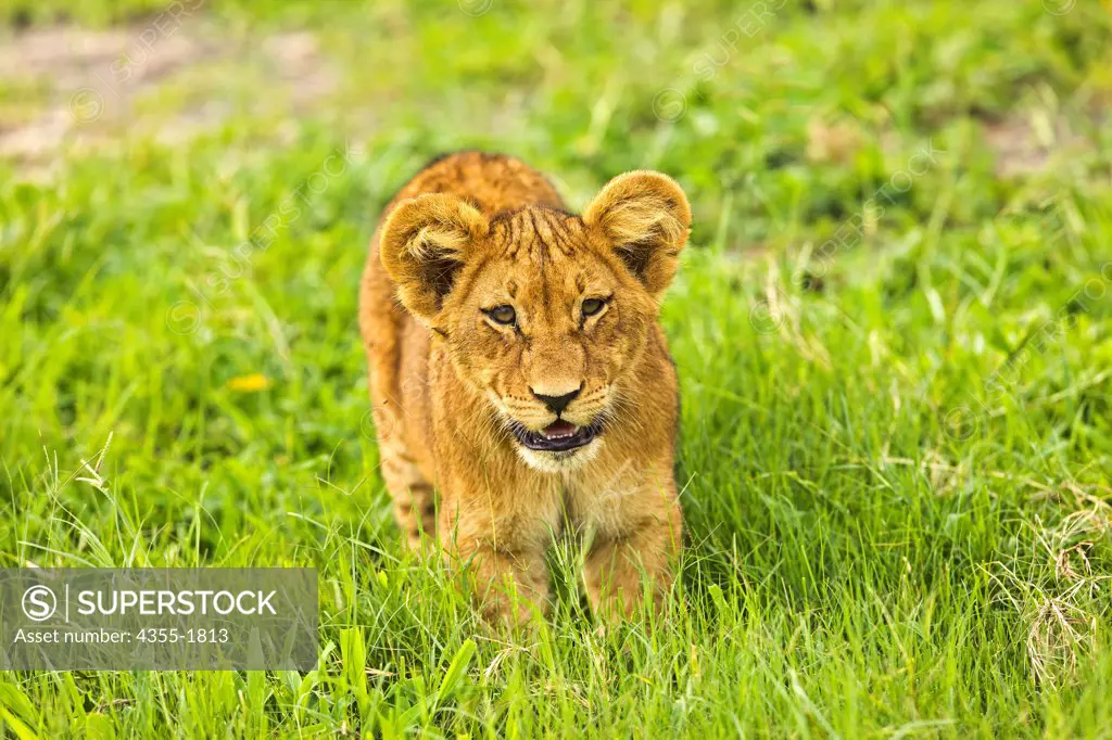 A lion cub in the Duba Plains in the Okavango Delta of Botswana. The lion (Panthera leo) is one of the four big cats in the genus Panthera, and a member of the family Felidae. It is the second-largest living cat after the tiger.