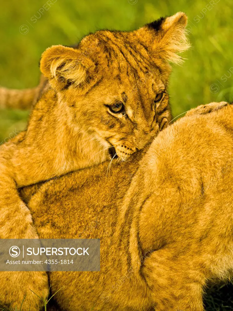 Lion cubs in Duba Plains in the Okavango Delta of Botswana. The lion (Panthera leo) is one of the four big cats in the genus Panthera, and a member of the family Felidae. It is the second-largest living cat after the tiger.