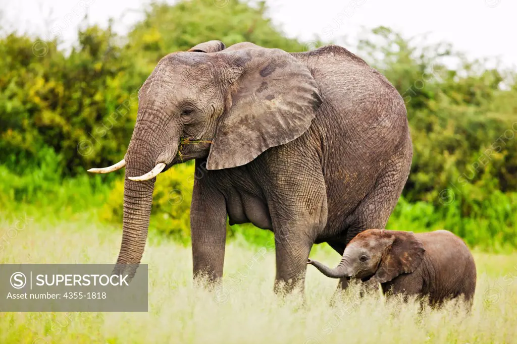 An elephant (Loxodonta africana) mother and calf in the Okavango Delta of Botswana.