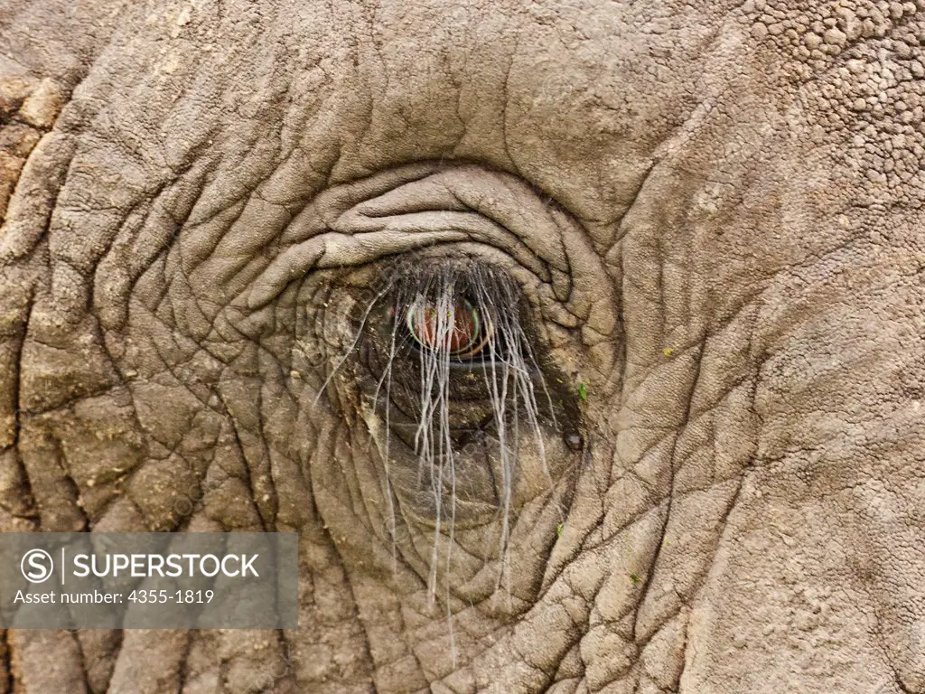 The long eyelashes of an elephant (Loxodonta africana) in the Okavango Delta of Botswana. Elephants are the largest land animals now living. The elephant's gestation period is 22 months, the longest of any land animal.