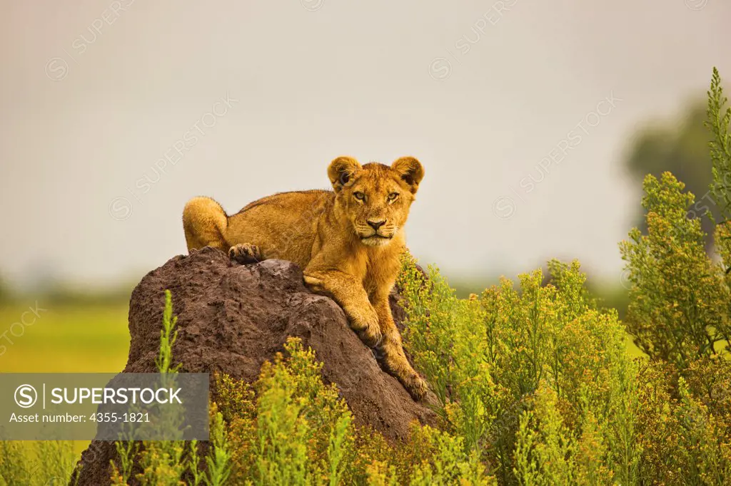 A young lion sitting on a termite mound on the Duba Plains in the Okavango Delta of Botswana. The lion (Panthera leo) is one of the four big cats in the genus Panthera, and a member of the family Felidae.