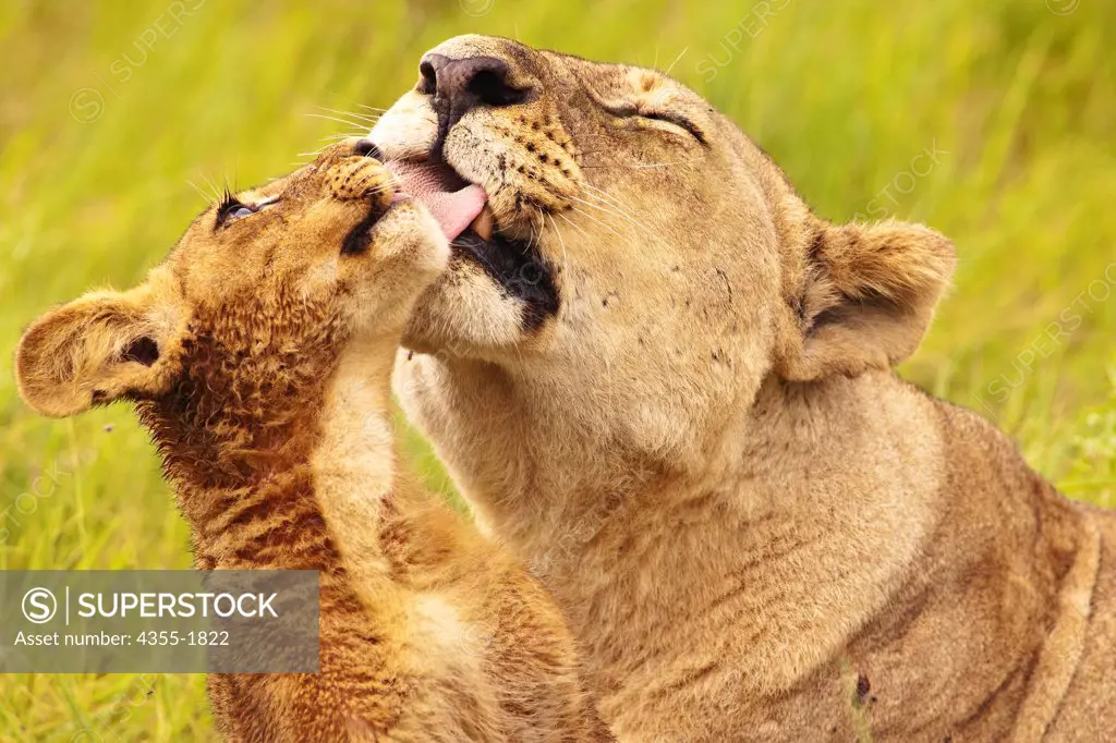 A young lion cub being licked by its mother on the Duba Plains in the Okavango Delta of Botswana. The lion (Panthera leo) is one of the four big cats in the genus Panthera, and a member of the family Felidae.