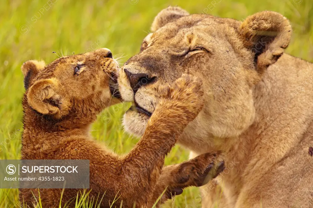 A young lion cub licking  its mother on the Duba Plains in the Okavango Delta of Botswana. The lion (Panthera leo) is one of the four big cats in the genus Panthera, and a member of the family Felidae.