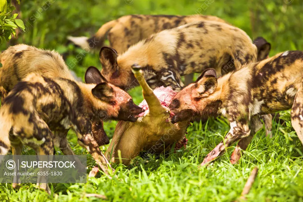 African wild dogs (Lycaon pictus) eat an impala they have taken down in Botswana. The African wild dog has a bite force quotient measured at 142, the highest of any living mammal of the order Carnivora.