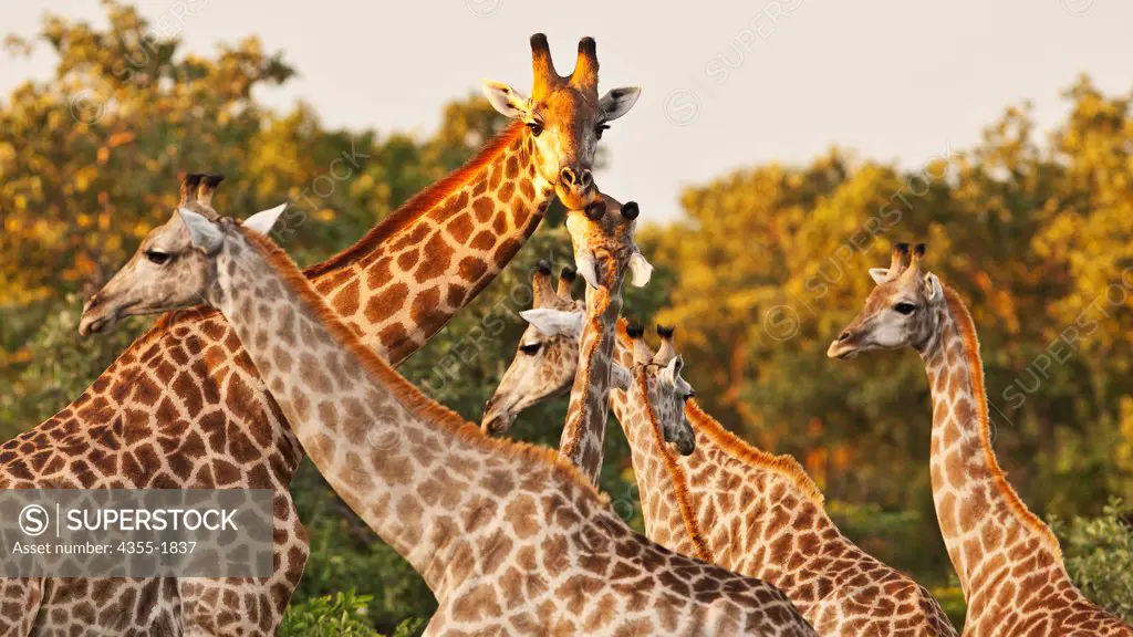 Giraffes in Botswana. The giraffe  is an African even-toed ungulate mammal, the tallest of all extant land-living animal species, and the largest ruminant.