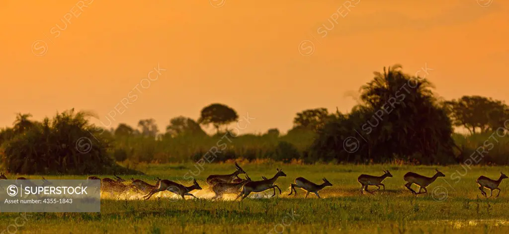 A small herd of Red Lechwe (Kobus leche) stampede across a swamp in the Okavango Delta of Botswana. The Okavango is created by runoff of rains that have nowhere to drain but a plain in northern Botswana.