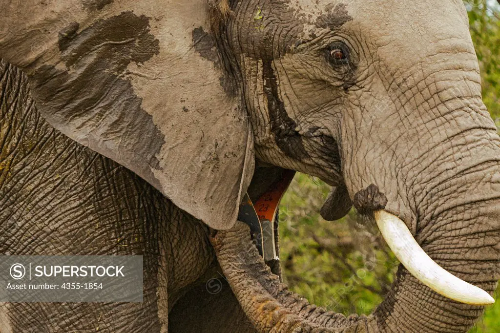 An elephant in the Okavango Delta of Botswana has been darted and outfitted with a electronic tracking collar. The collar helps to protect against poaching and enables scientists to learn more about the migratory behavior of elephants.  Elephants are the largest land animals now living.