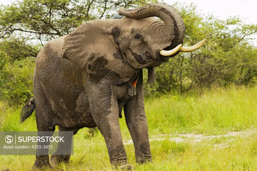 An elephant in the Okavango Delta of Botswana is darted and outfitted with a electronic tracking collar. The collar helps to protect against poaching and enables scientists to learn more about the migratory behavior of elephants.  Elephants are the largest land animals now living.