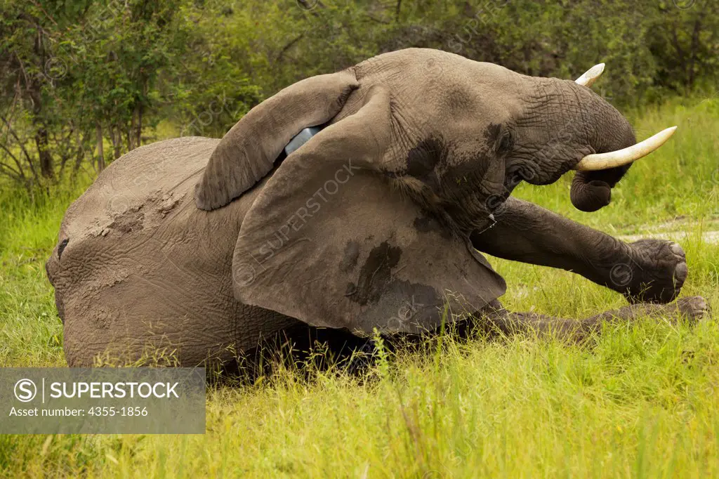 An elephant in the Okavango Delta of Botswana is darted and outfitted with a electronic tracking collar. The collar helps to protect against poaching and enables scientists to learn more about the migratory behavior of elephants.  Elephants are the largest land animals now living.