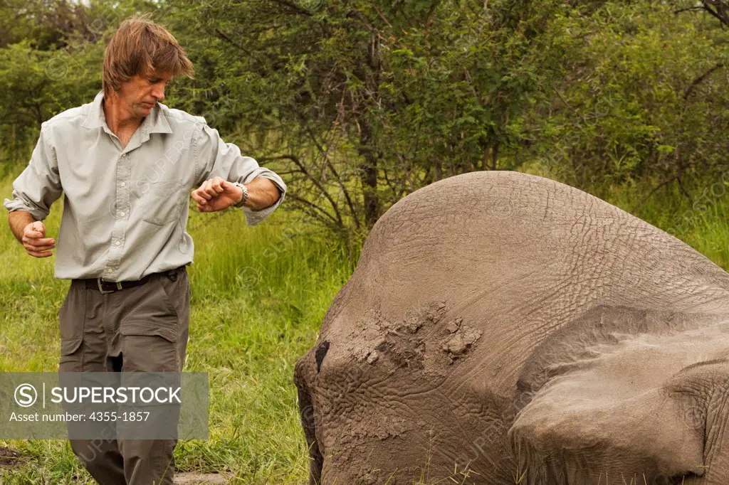 A veterinarian checks the time after an elephant in the Okavango Delta of Botswana is darted and outfitted with a electronic tracking collar. The collar helps to protect against poaching and enables scientists to learn more about the migratory behavior of elephants.