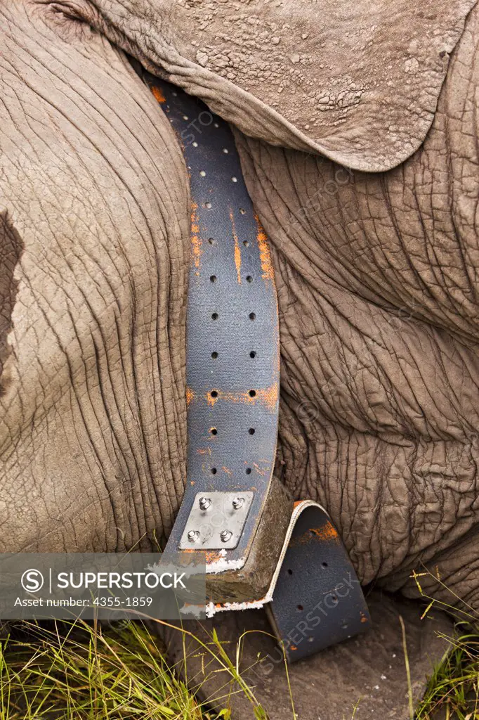 An elephant in the Okavango Delta of Botswana is darted and outfitted with a electronic tracking collar. The collar helps to protect against poaching and enables scientists to learn more about the migratory behavior of elephants.