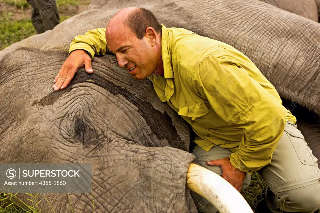 An elephant in the Okavango Delta of Botswana is darted and outfitted with a electronic tracking collar. The collar helps to protect against poaching and enables scientists to learn more about the migratory behavior of elephants.