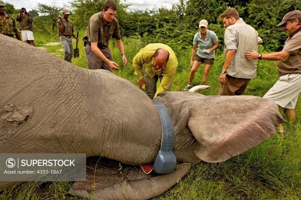 An elephant in the Okavango Delta of Botswana is darted and outfitted with a electronic tracking collar.