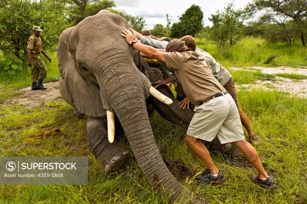 An elephant in the Okavango Delta of Botswana is darted and outfitted with a electronic tracking collar. The elephant is rolled over manually after the dart takes effect. The collar helps to protect against poaching and enables scientists to learn more about the migratory behavior of elephants.