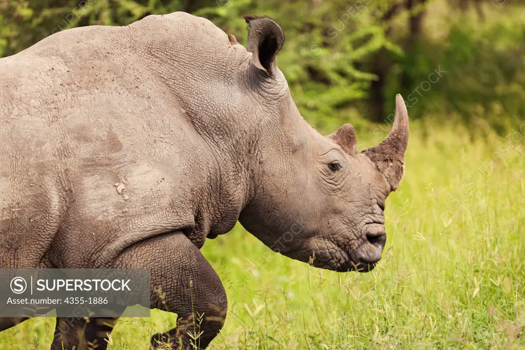The rhinoceros family is characterized by its large size (one of the largest remaining megafauna); an herbivorous diet; thick protective skin; relatively small brains for mammals this size (400-600 g);