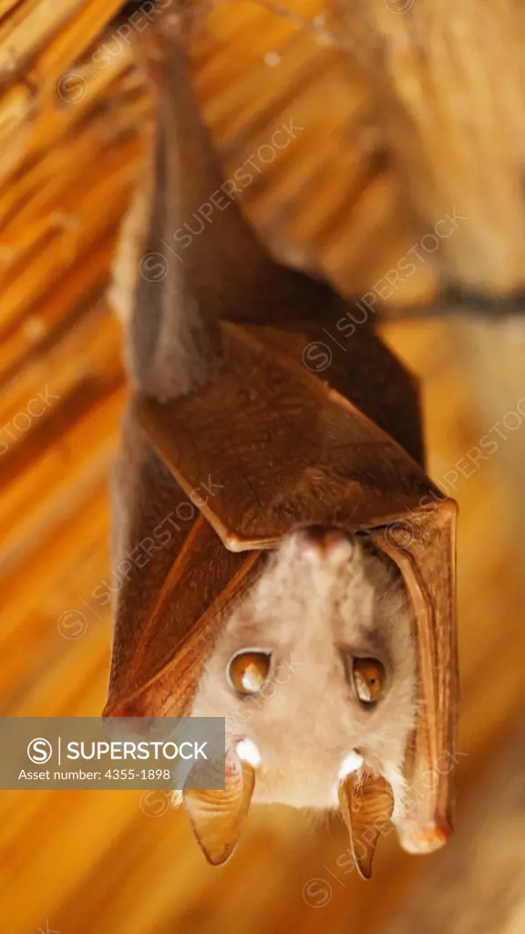 A fruit bat hangs from a doorway in the Okavango Delta of Botswana.