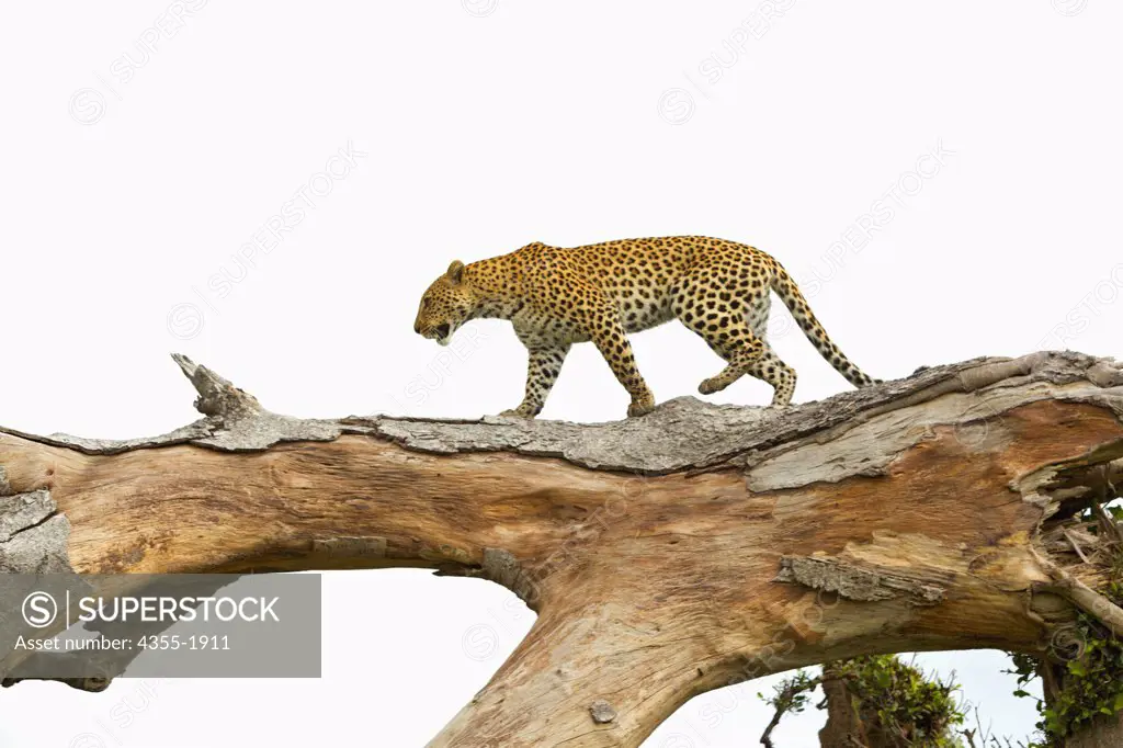 A leopard stalks prey in a tree in Botswana. The leopard (Panthera pardus) is a member of the Felidae family and the smallest of the four 'big cats' in the genus Panthera, the other three being the tiger, lion, and jaguar.