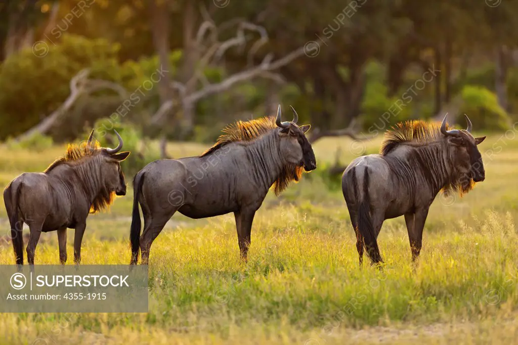 The wildebeest, also called the gnu, is an antelope of the genus Connochaetes. It is a hooved (ungulate) mammal.  Gnus belong to the family Bovidae, which includes antelopes, cattle, goats, and other even-toed horned ungulates.