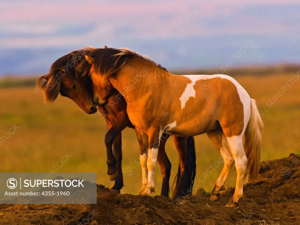 Icelandic horses sparring in the coastal area in the south of Iceland. Icelandic horses are long-lived and hardy. The breed is still used for traditional farm work in its native country, as well as for leisure, showing, and racing.