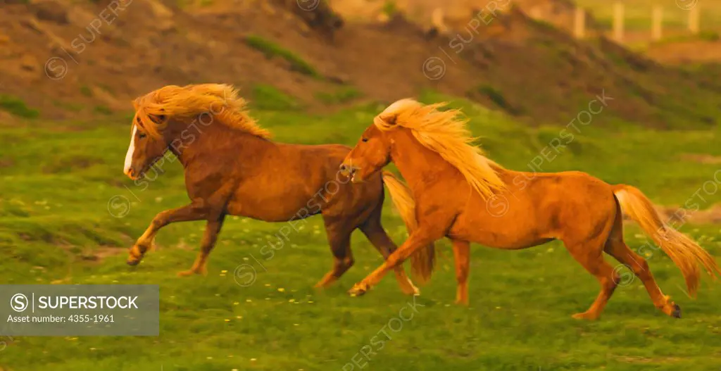 Icelandic horses running in the coastal area in the south of Iceland. Icelandic horses are long-lived and hardy. The breed is still used for traditional farm work in its native country, as well as for leisure, showing, and racing.