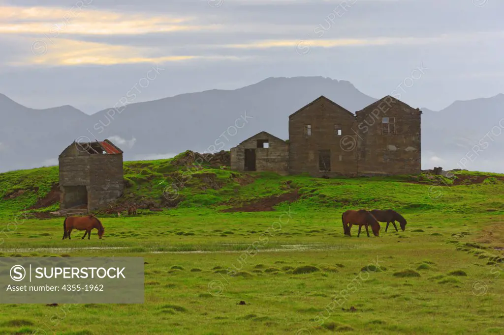 A farm near the Vatnajokull Glacier in southern Iceland with Icelandic Horses. The breed is still used for traditional farm work in its native country, as well as for leisure, showing, and racing.