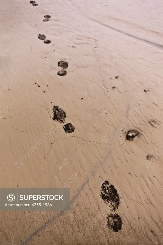 Footprints in the ash covered ground near the summit of The Eyjafjallajokull Volcano in Iceland one year after the eruption. Lava broke through the Gigjokull Glacier causing violent eruptions and large amounts of ash that caused worldwide aviation nightmares shutting down almost all of Europe for days in 2010.