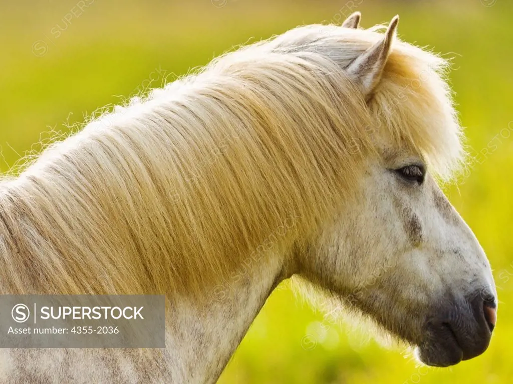 Icelandic horse in the coastal area in the south of Iceland. Icelandic horses are long-lived and hardy. The breed is still used for traditional farm work in its native country, as well as for leisure, showing, and racing.