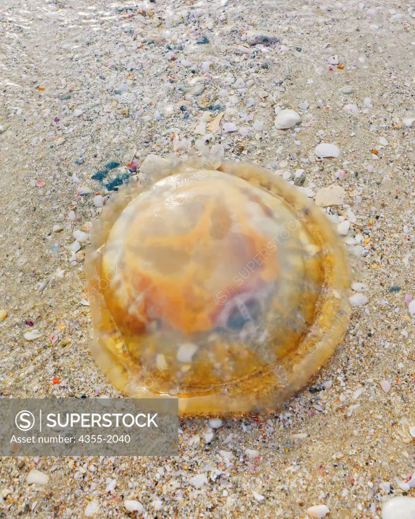 Mushroom Cap Jellyfish have deep bell-shaped bodies with no tentacles.