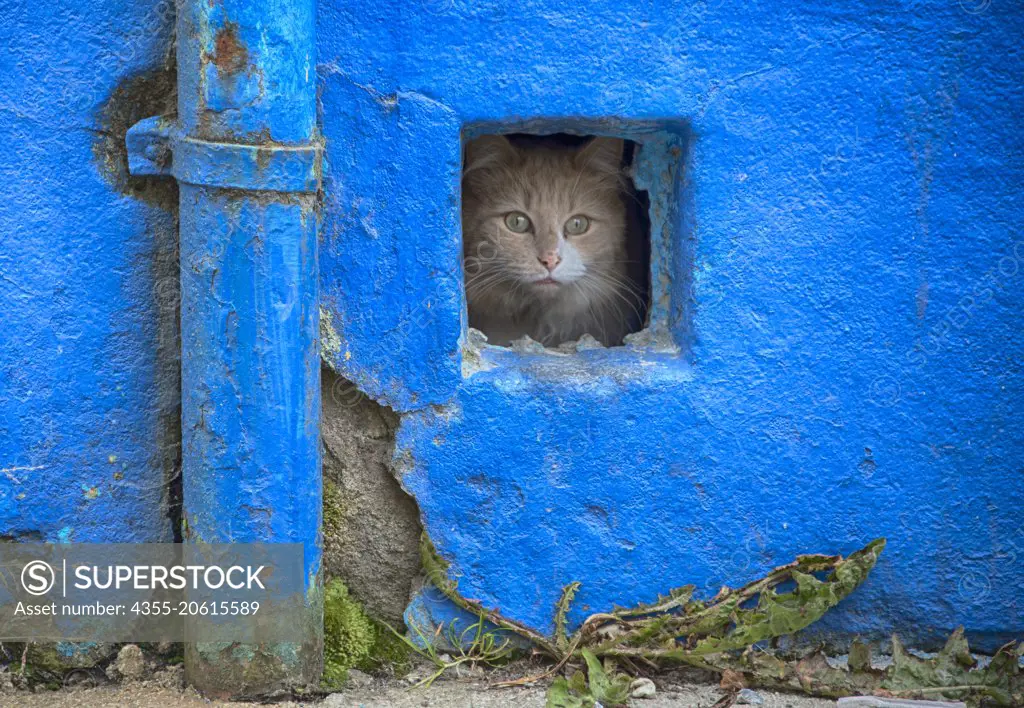 A cat peers through a hole in a concrete wall in Punta Arenas, Chile