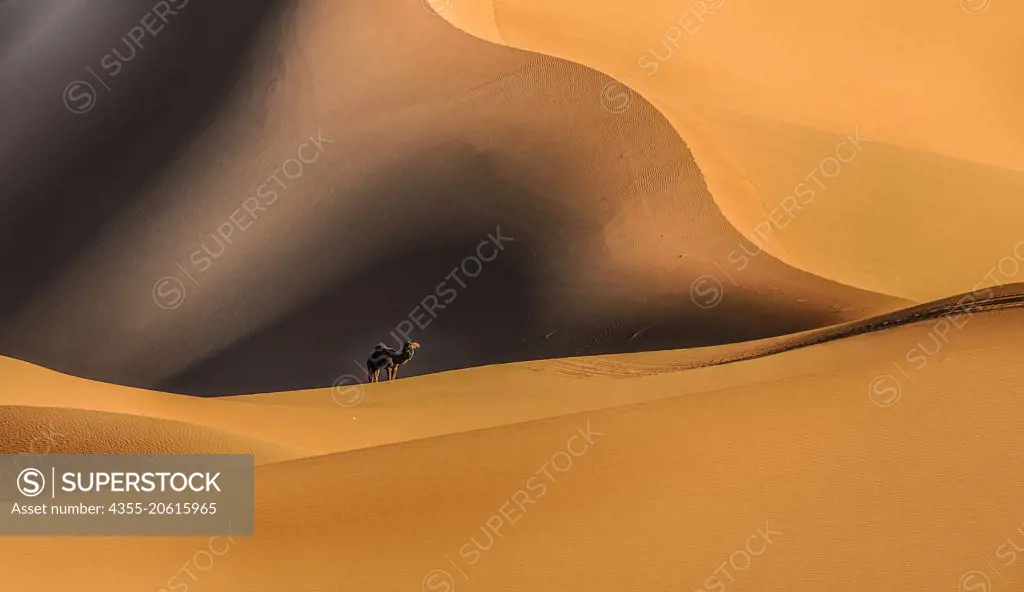 A camal in the Sahara Desert of Morocco