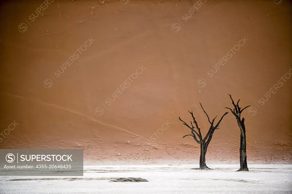 Deadvlei is a white clay pan located near Sossusvlei, inside the Namib-Naukluft Park in Namibia