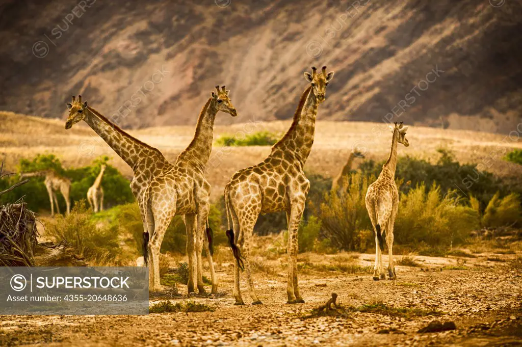 Giraffes on the Skeleton Coast of Namibia