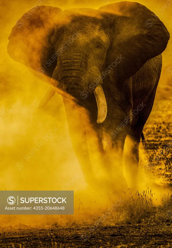 Elephant in the desert of the Skeleton Coast of Namibia