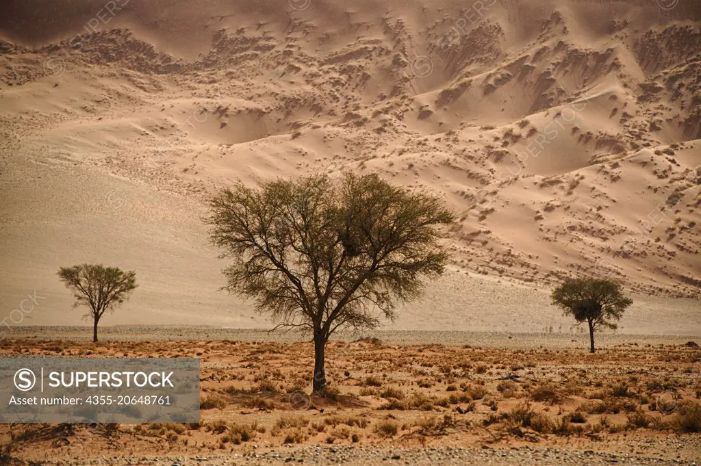 Sossusvlei is a salt and clay pan surrounded by high red dunes, located in the southern part of the Namib Deser