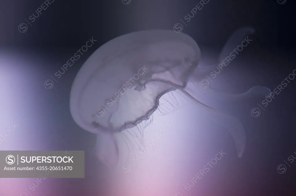 Moon Jellyfish in Florida.
