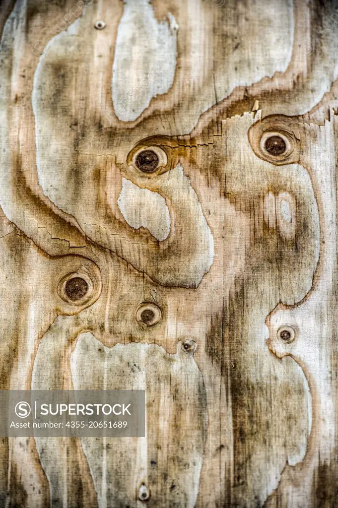 A piece of wood that looks like eyes in Greenland