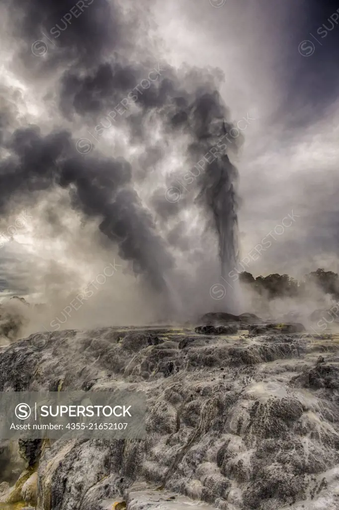 The Lady Knox Geyser near Rotorua on New Zealands North Island renowned for its geothermal activity.