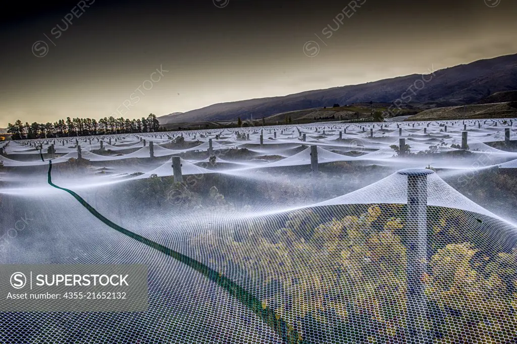 Nets protect a vineyard on the western coast of New Zealand's South Island.