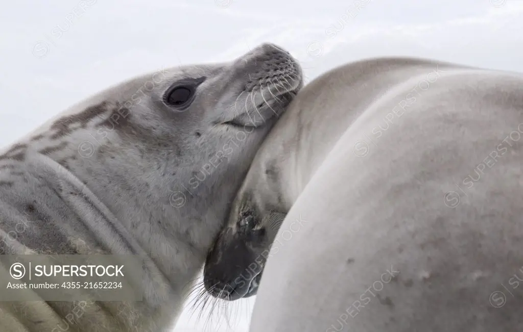 A pair of elephant seals on Danco Island, Antarctica