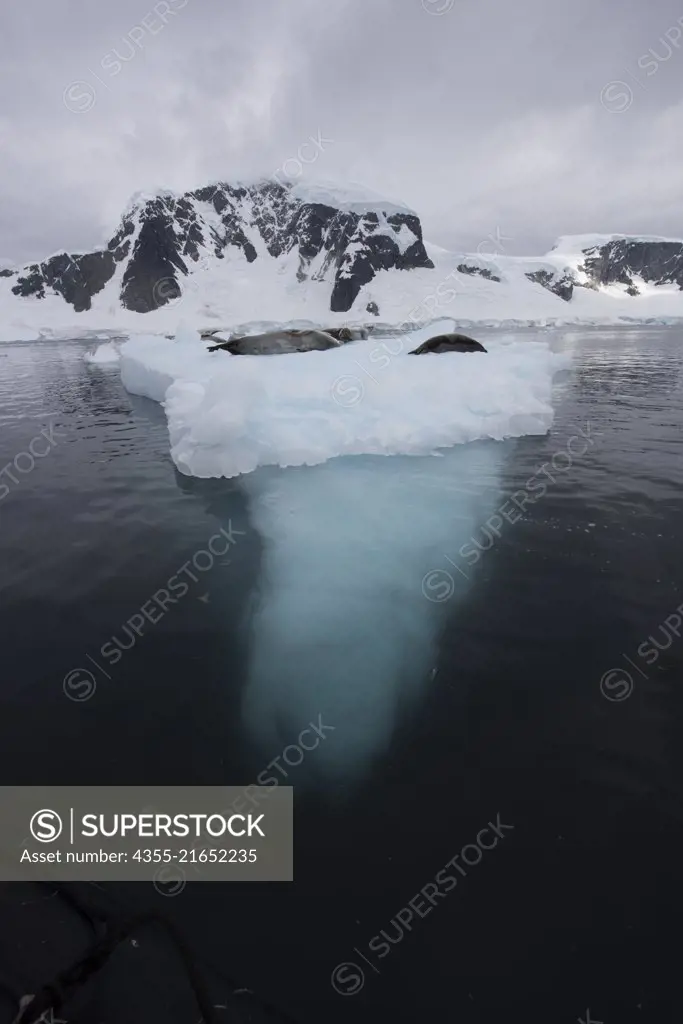 Danco Island off Antarctica, lying in the southern part of Errera Channel, off the west coast of Graham Land.