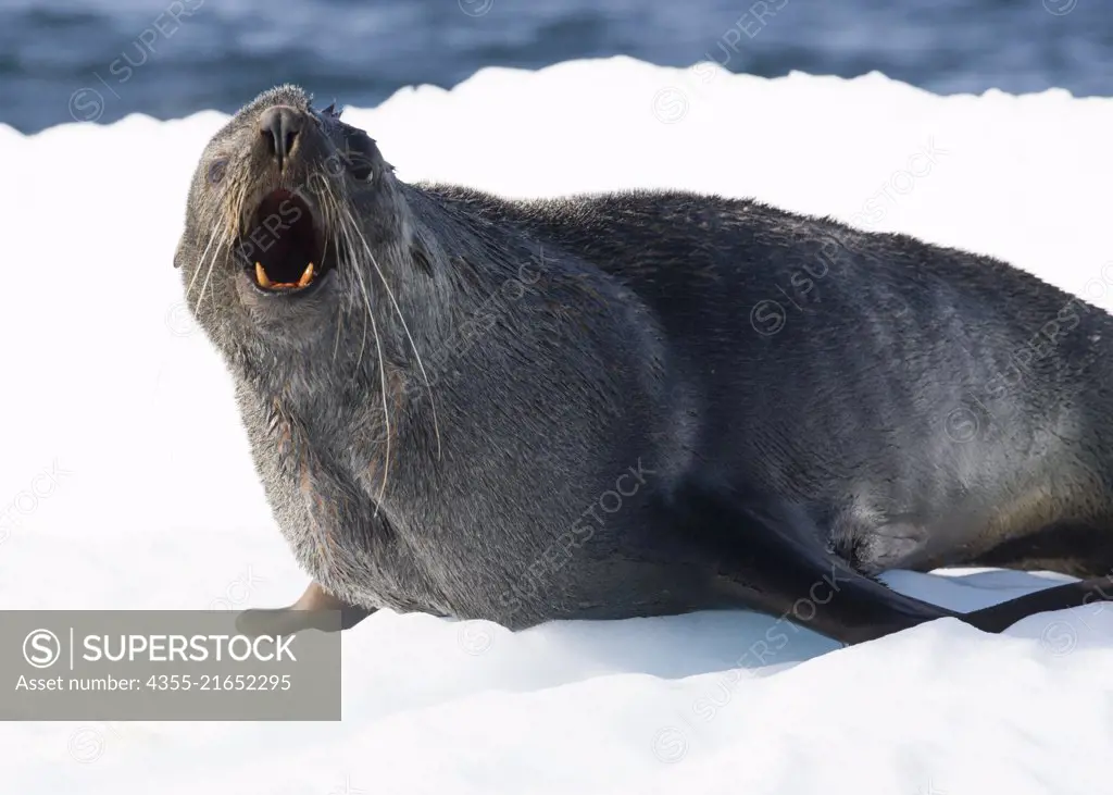 Fur seal lying on ice