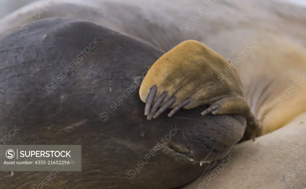 Elephant Seals at Roberts Point, Antarctica