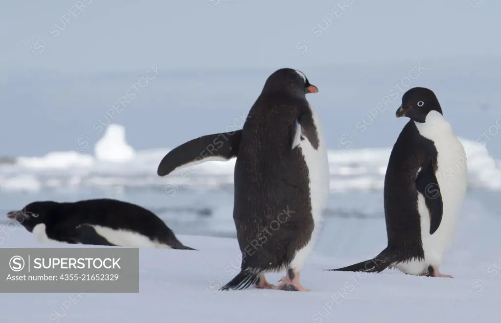 An Adelie Penguin checks out a gentoo penguin in the Yalour Islands of Antarctica